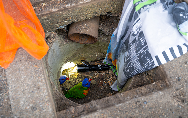 rainbow lorikeet in drain